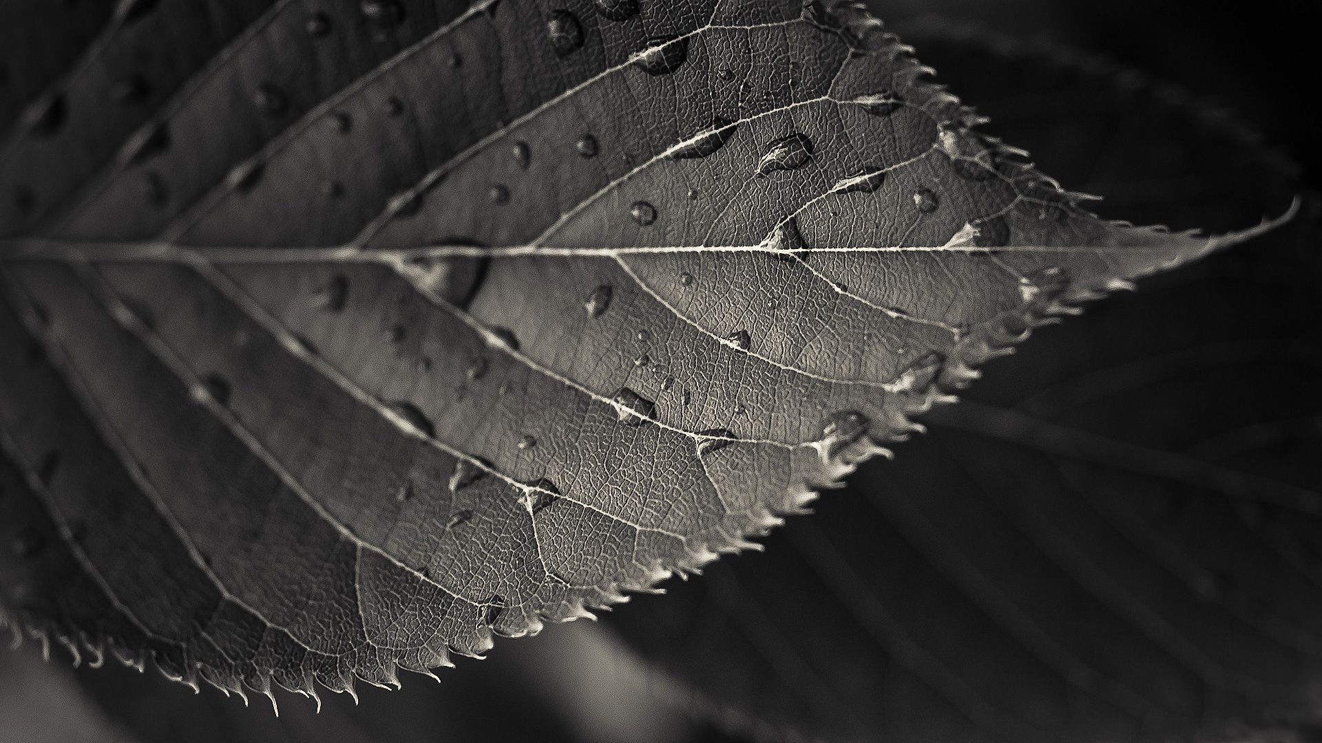 leaf, carved, drops