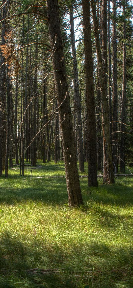 trees, grass, forest, sunshine, landscape