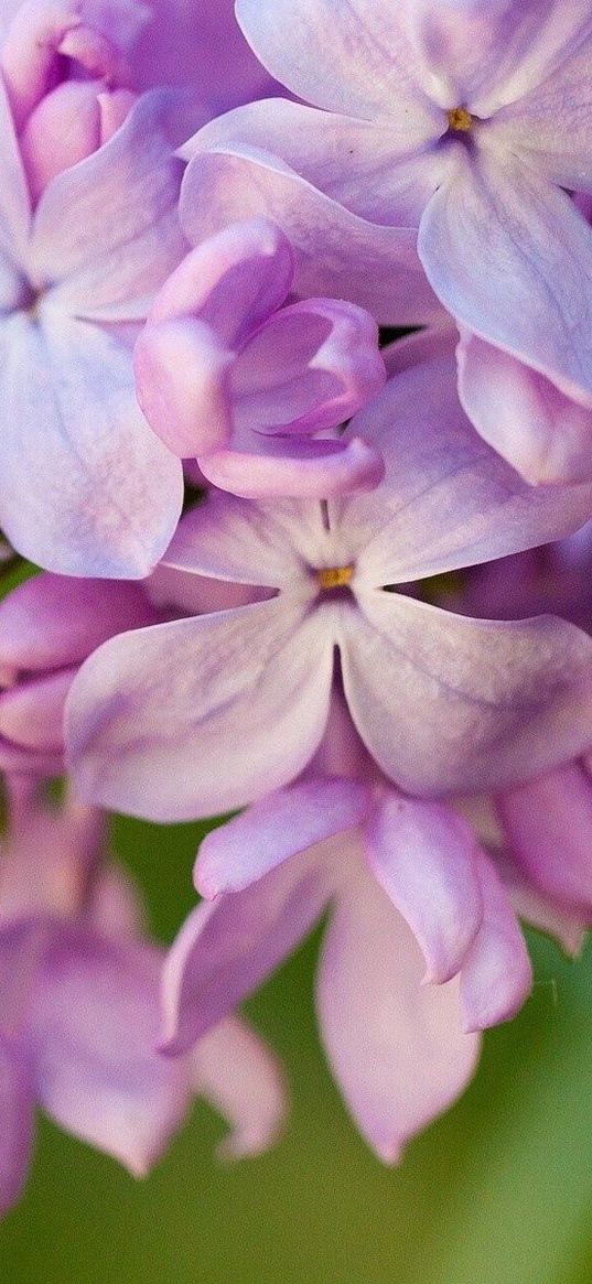 lilacs, flowers, lilac