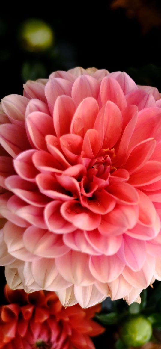 dahlia, flowers, petals, pink, macro, blur