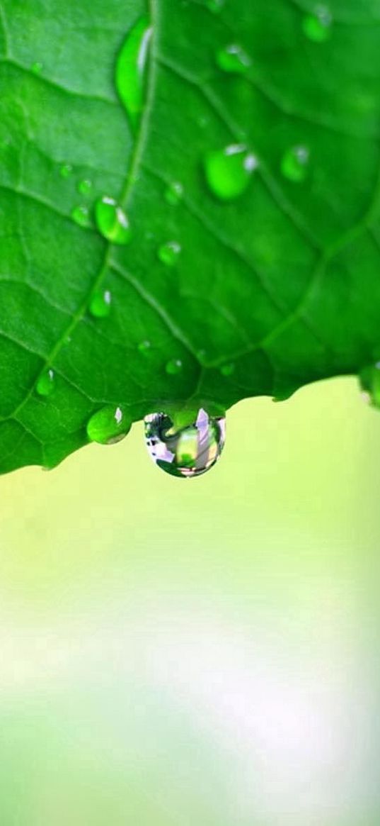 leaf, drop, carved, form