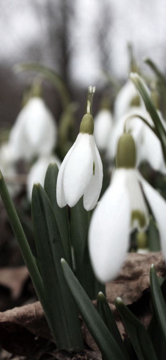 snowdrops, flowers, white, lot