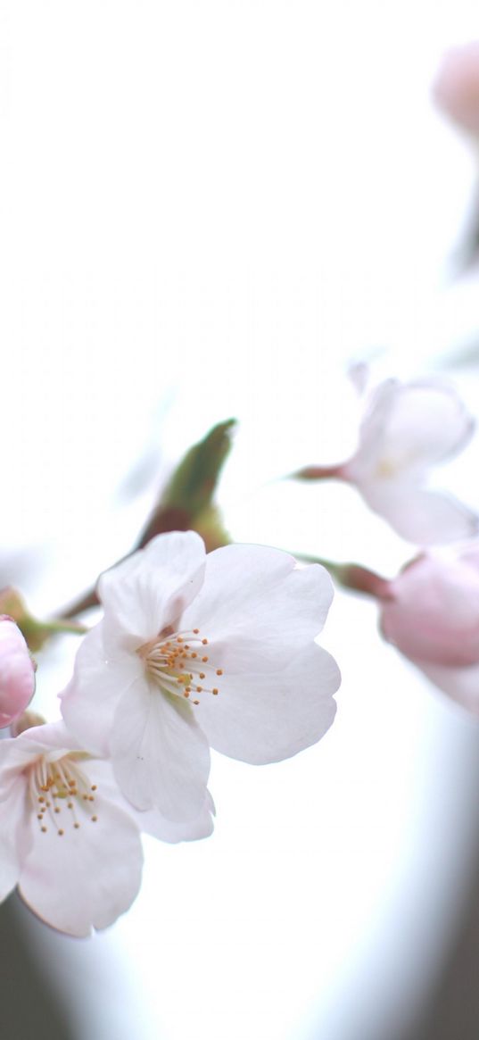 cherry, white, twig, sky, spring, motion blur, light