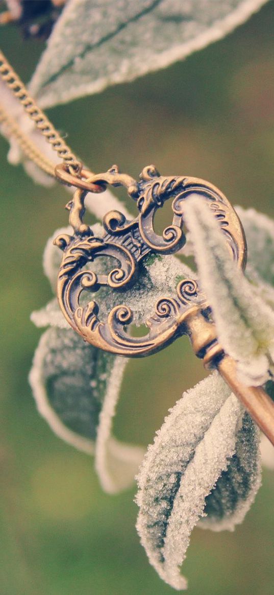 key, plant, branch, frost, leaves, string, cold