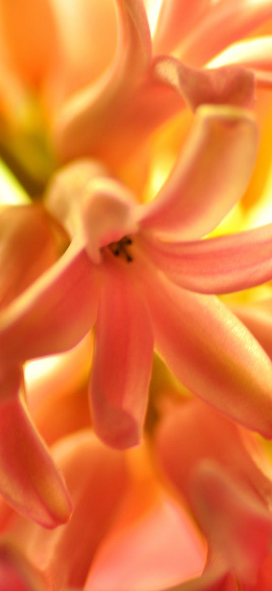 flower, orange, hyacinth, nature