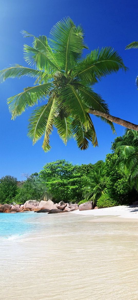 beach, sand, palm trees, tropical