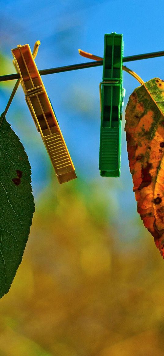 leaves, clothespins, fall, fallen