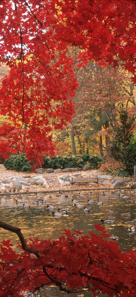 pond, ducks, trees, birds