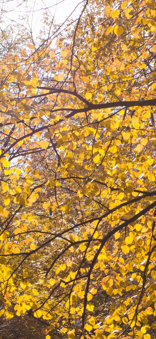 tree, leaves, twigs, yellow, autumn