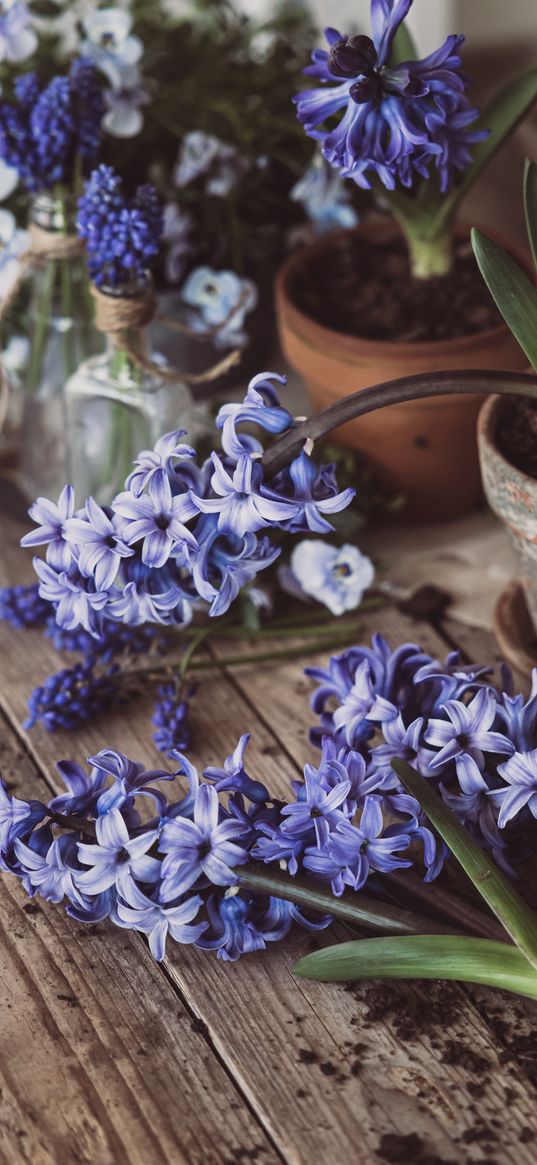 hyacinth, inflorescences, flowers, wood