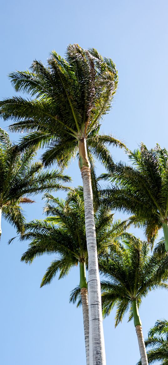 palm trees, branches, wind, tropics