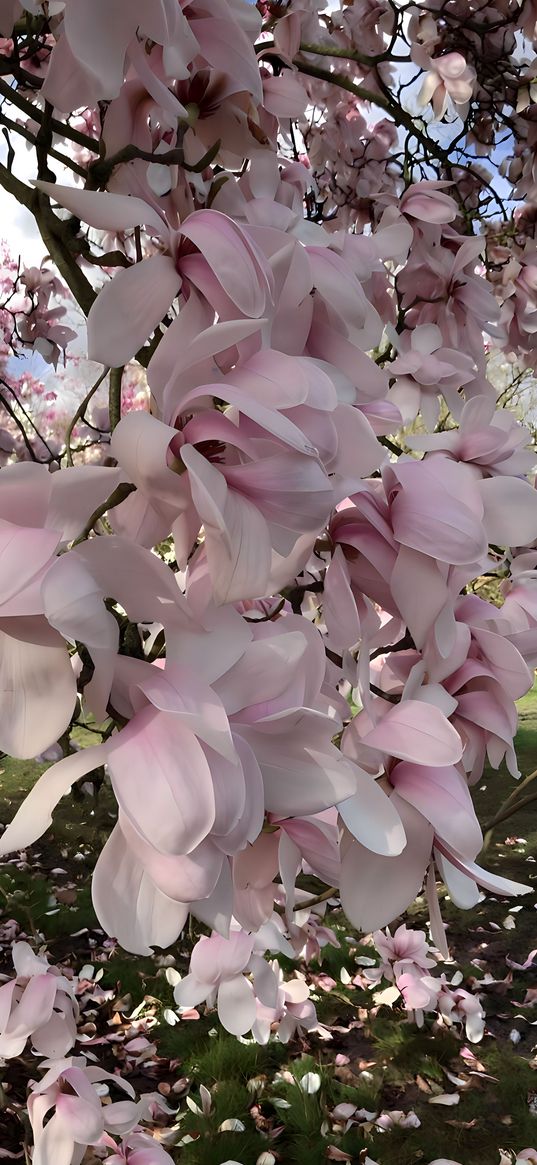 magnolia, flowers, branches, pink, nature