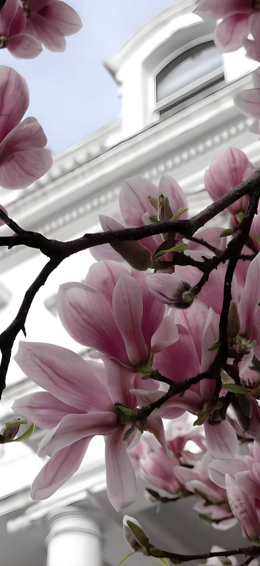 magnolia, flowers, branch, tree, building, pink