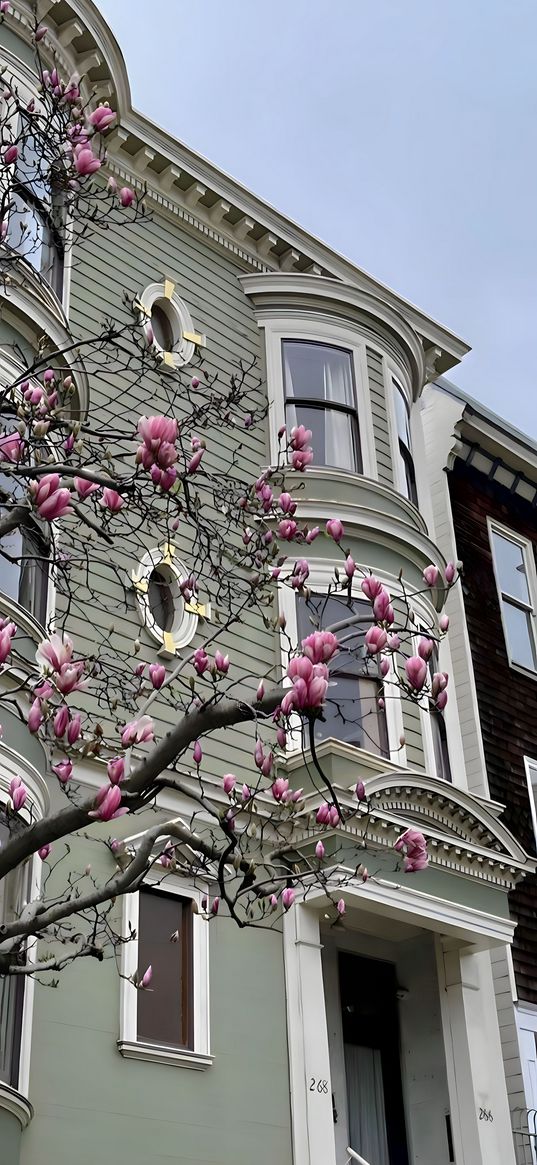 house, building, architecture, branches, tree, buds