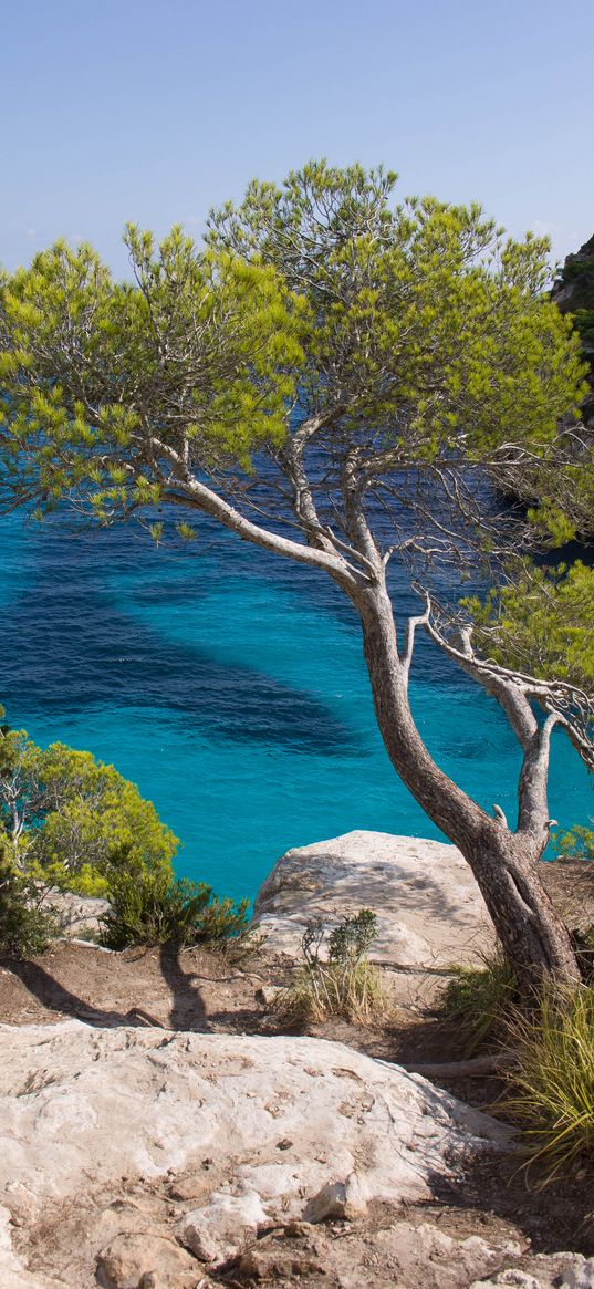 tree, sea, cliff, view, landscape