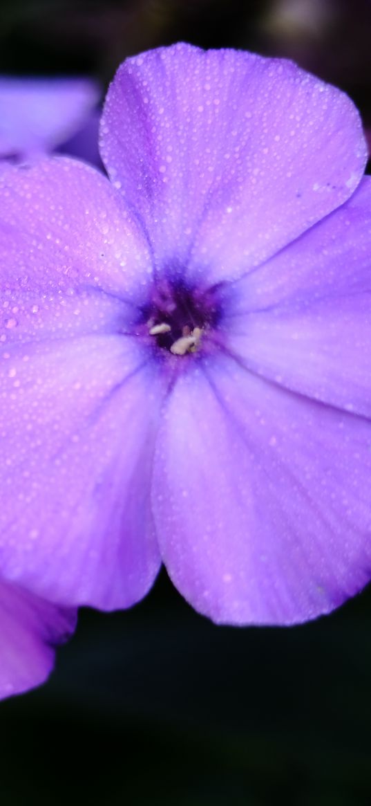 phlox, flower, petals, purple, macro, drops