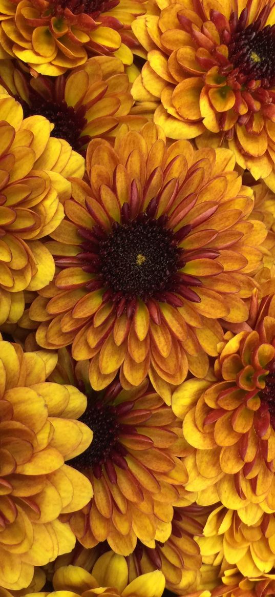 chrysanthemum, flowers, petals, yellow, macro