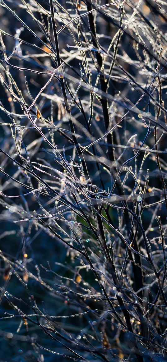 branches, frost, macro, light