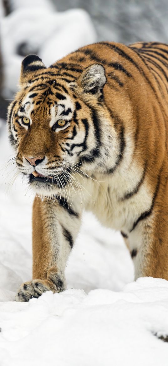 tigress, tiger, predator, animal, wildlife, snow