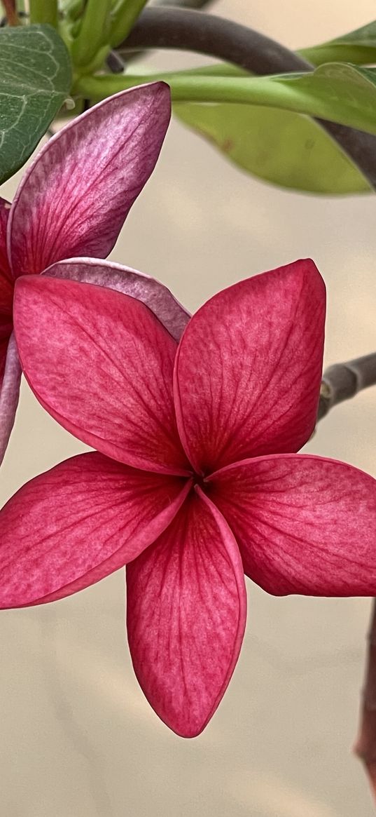 plumeria, plant, flowers, red, beige background