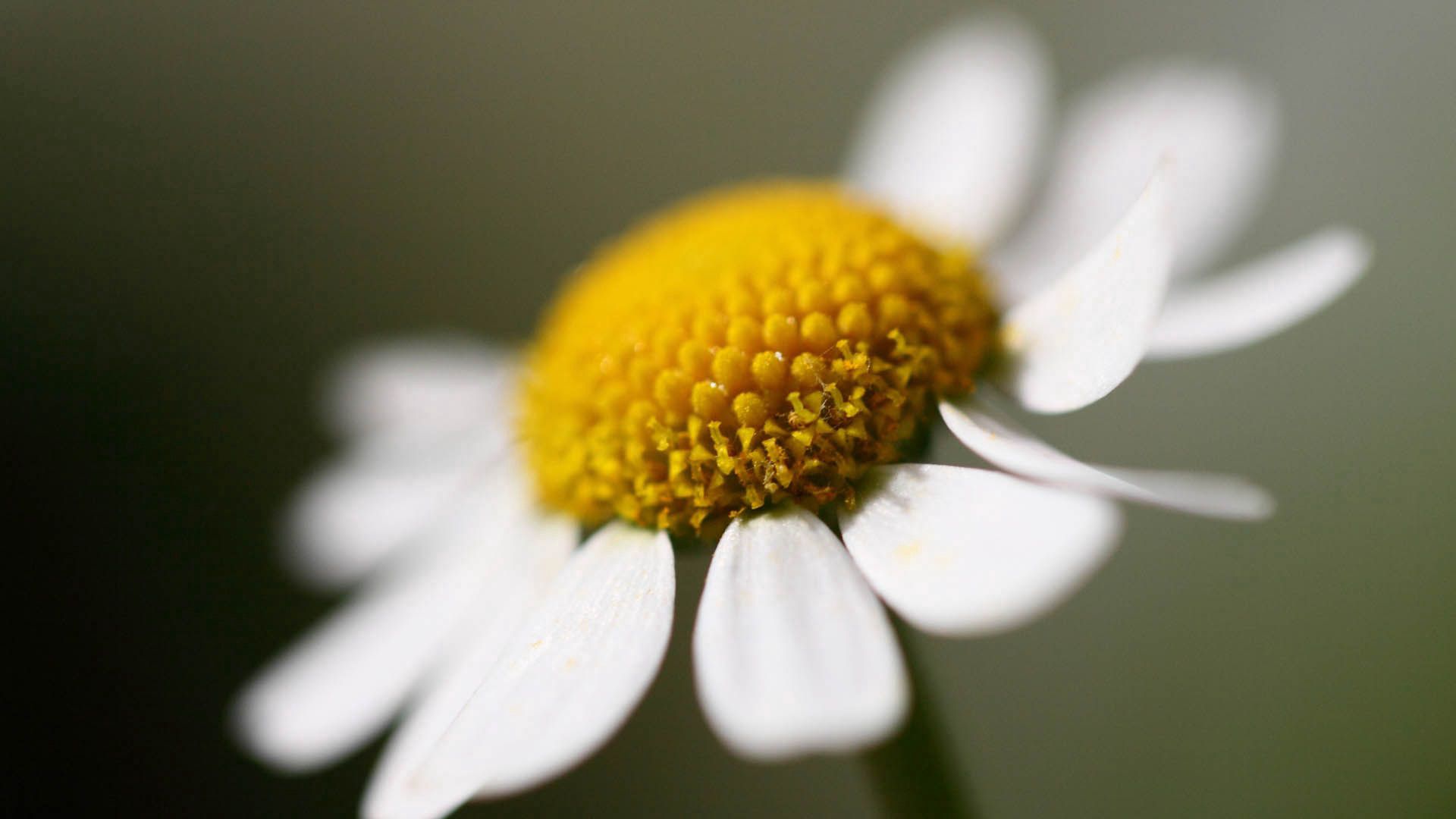 daisy, flower, petals, close up