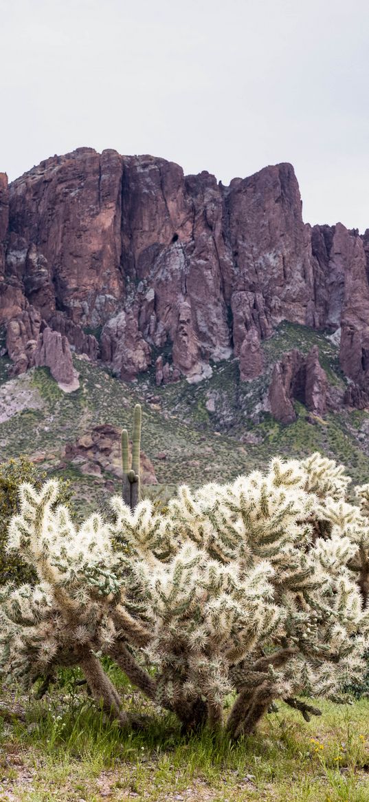 cacti, rocks, landscape, nature