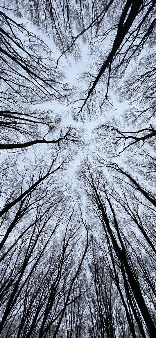 trees, tops, sky, dark