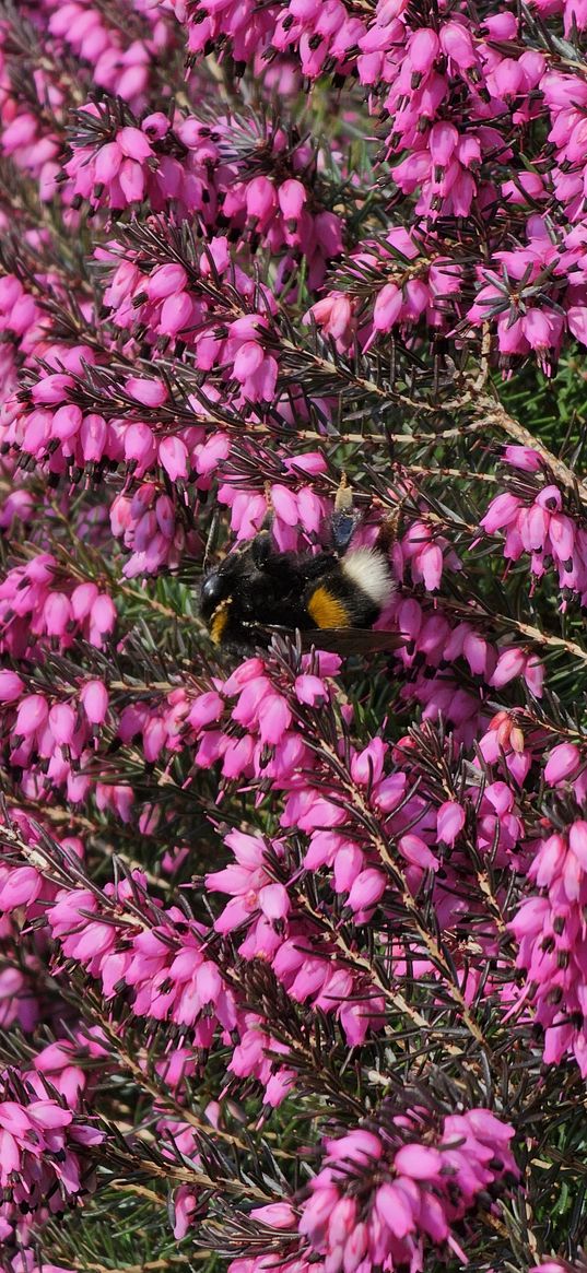 flowers, pink, bumblebee, bee, spring