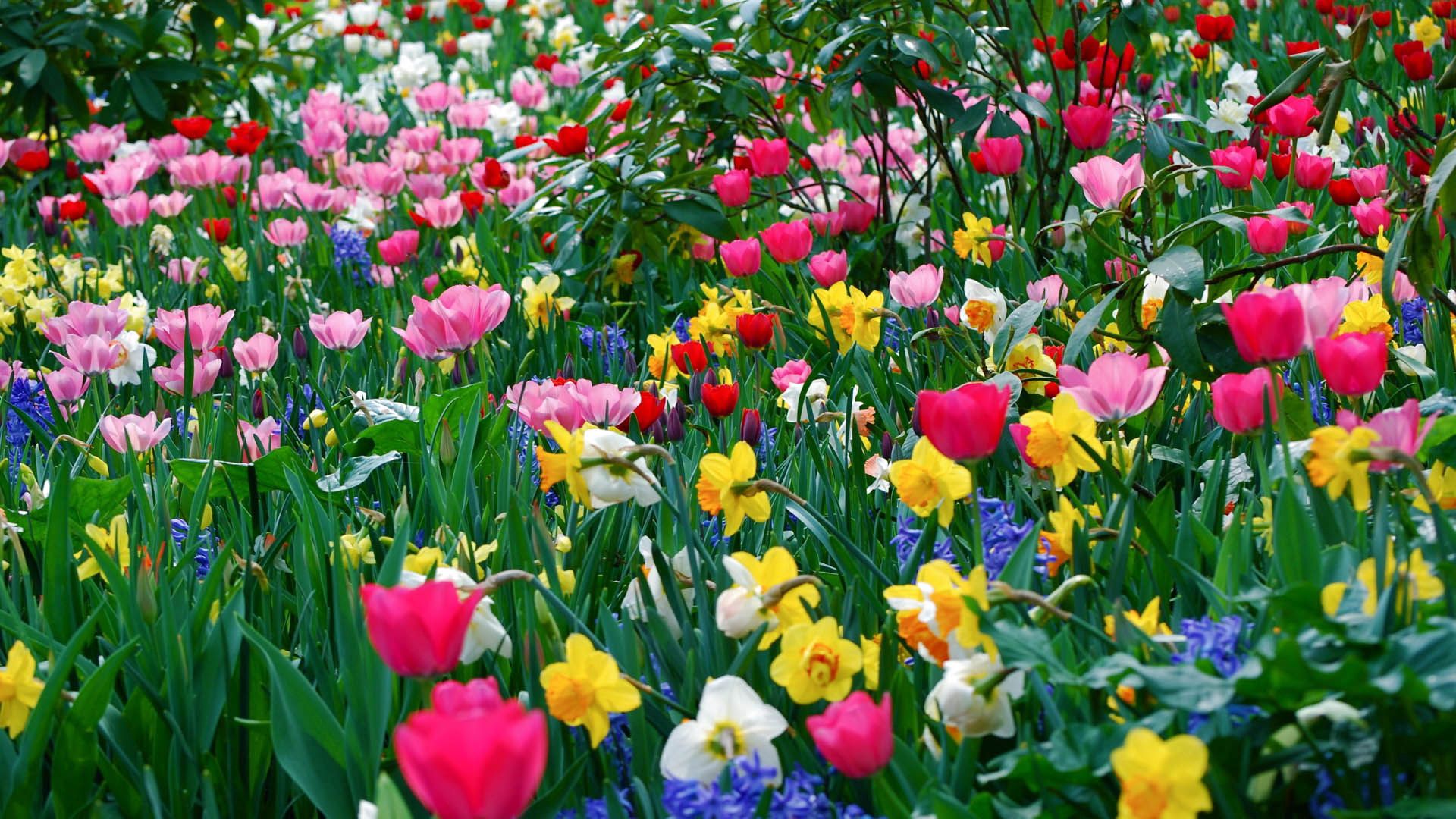 flowers, petals, meadow, flower bed