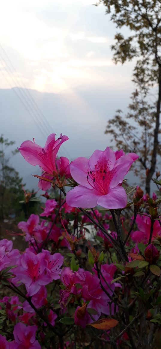 azalea, flowers, pink, nature