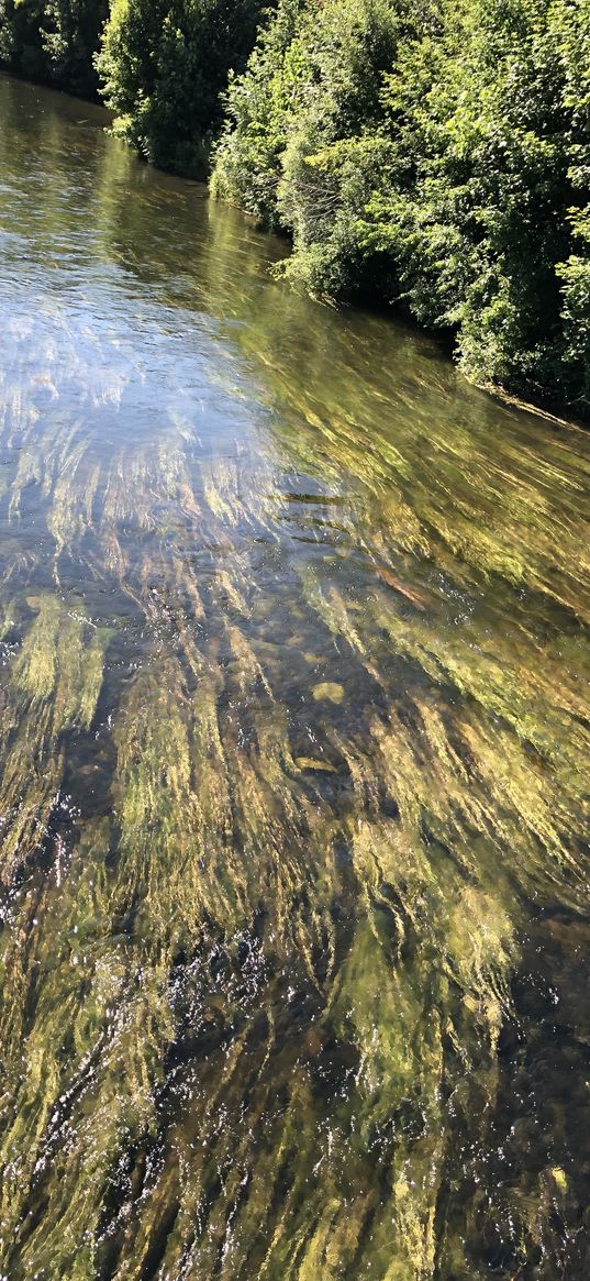 water, nature, sunlight, reflection, trees, seaweed