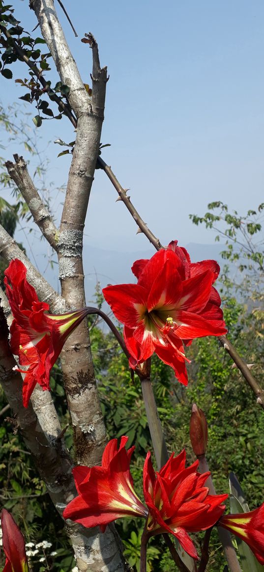 amaryllis, flowers, red, garden, spring