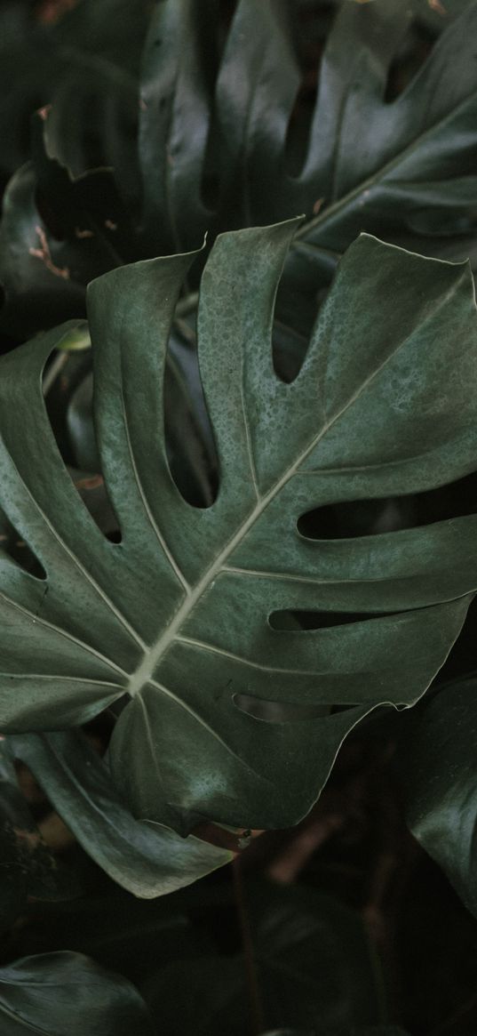 monstera, plant, leaves, dark, green