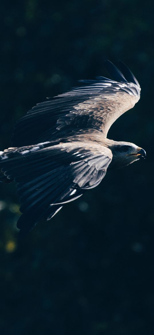 bald eagle, eagle, bird, wings, flight, dark