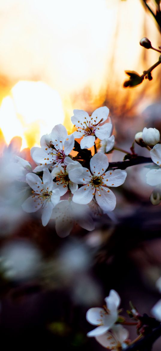 apricot flower, flower, apricot, petals, blur, spring