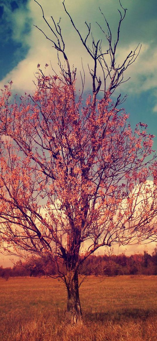 tree, crown, branches, landscape, clouds