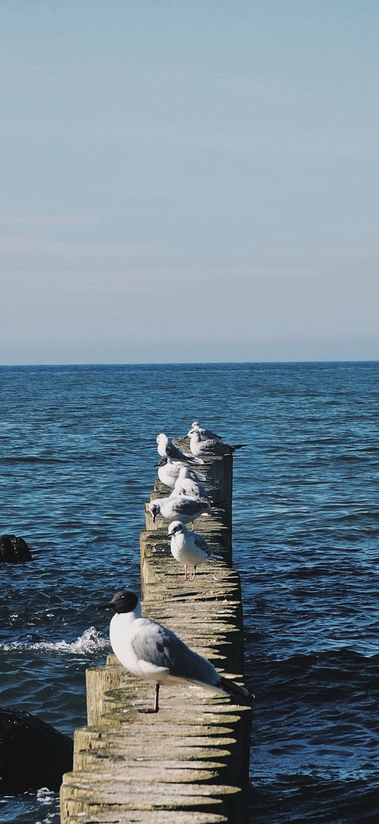 water, blue, sea, seagulls, birds, sky