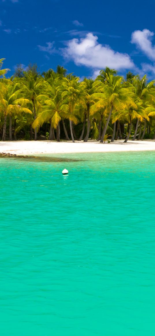 summer, maldives, tropical, beach, palm trees