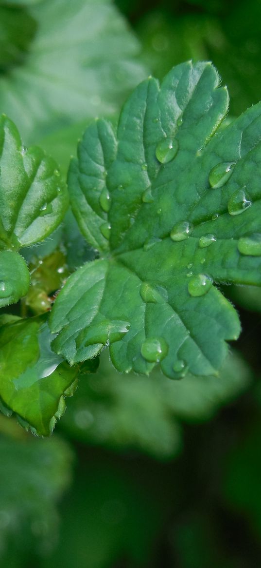 macro, gooseberries, drops