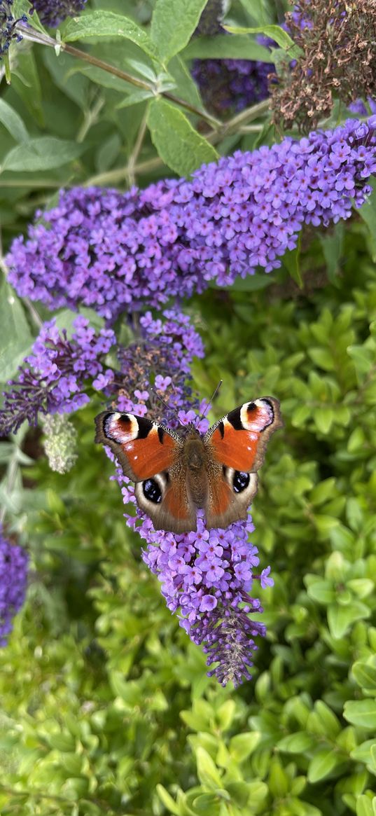nature, butterfly, flower, purple flower, buddleia