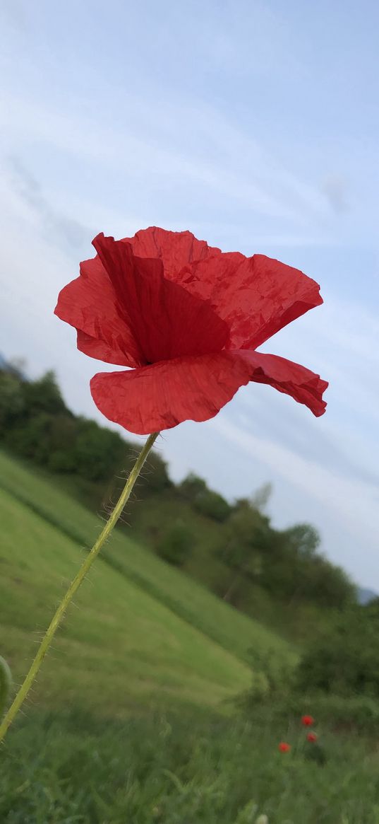 poppy, red flower, nature, macro, field