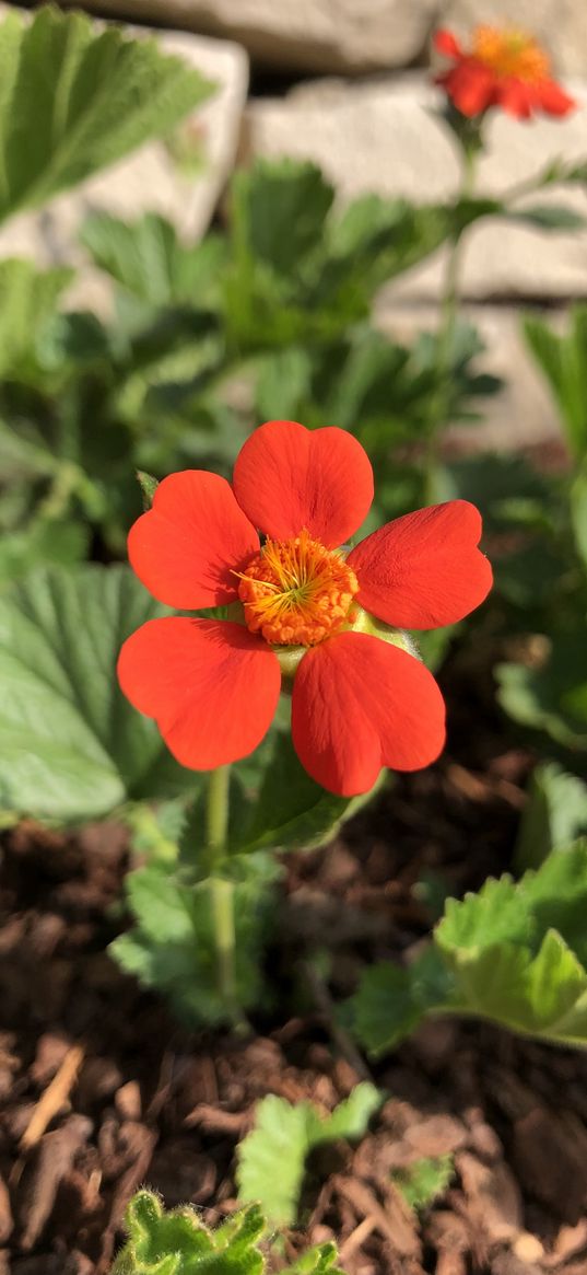 red flower, heart, nature, spring, plants, gravilat