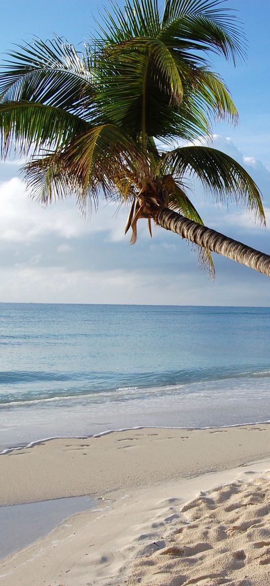 maldives, tropical, beach, palm tree