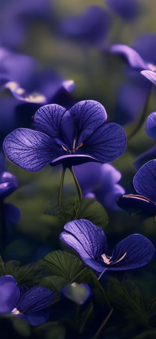 violets, flowers, blue, field