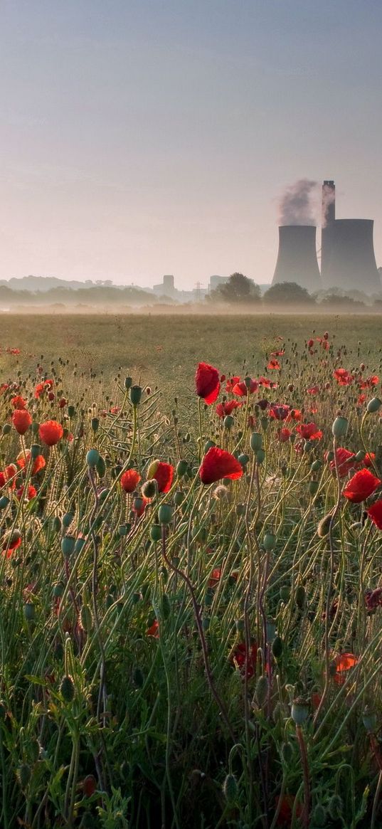 pipe, poppies, field