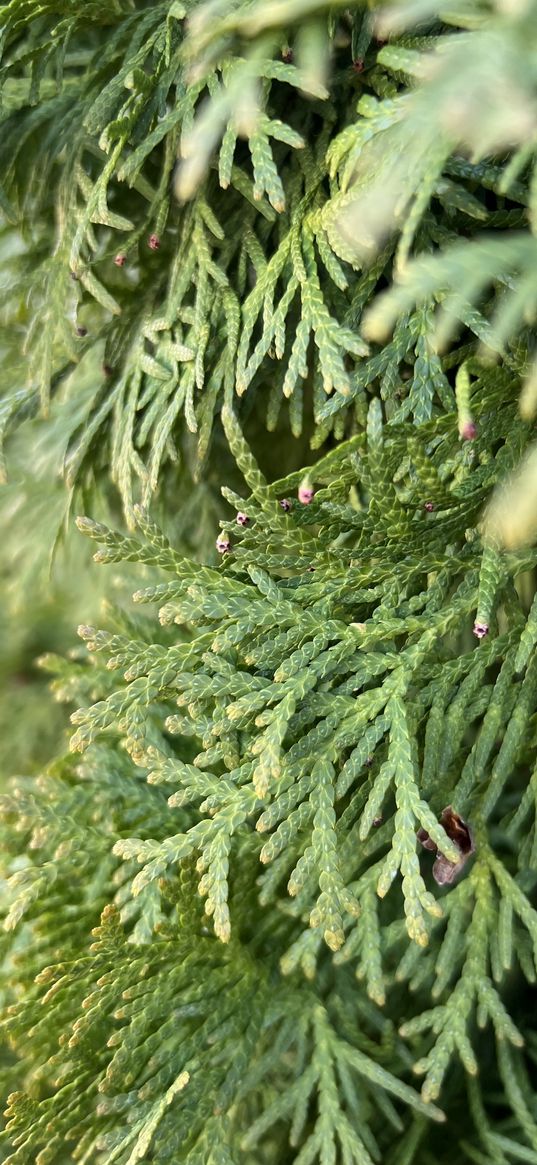 thuja, greenery, needles, nature