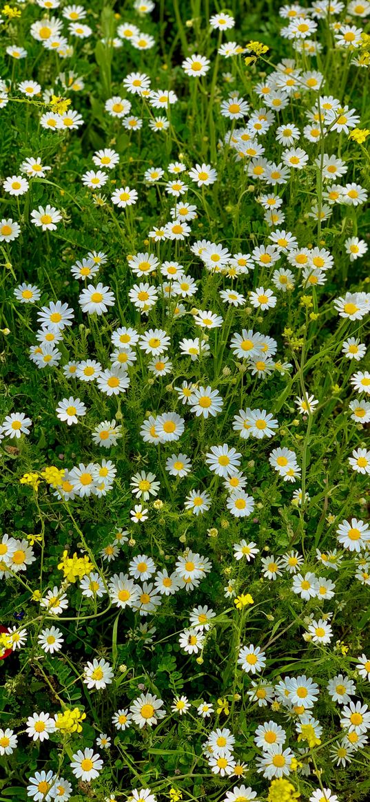 field, daisies, flowers, greenery, white, yellow, nature