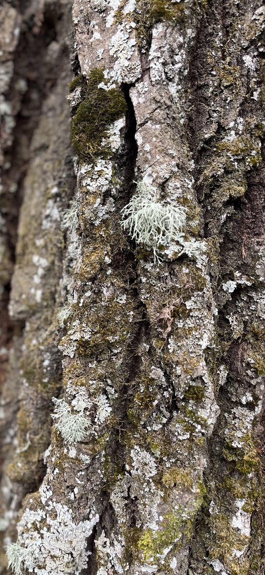 moss, bark, trunk, tree, nature