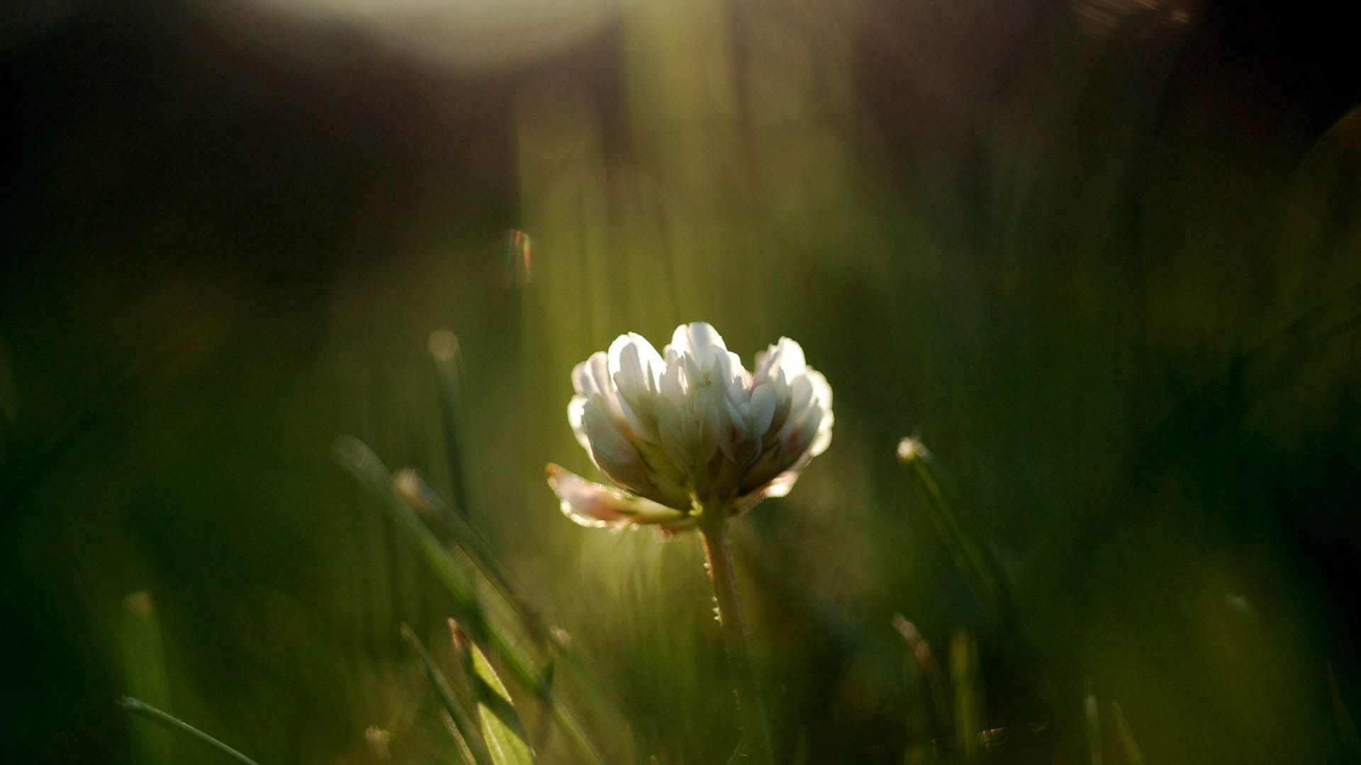 clover, flower, grass, light