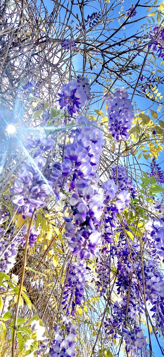 wisteria, flowers, branches, sun, sky